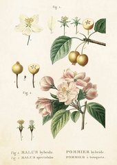 Karnet ST249 B6 + koperta Kwiaty jabłoni